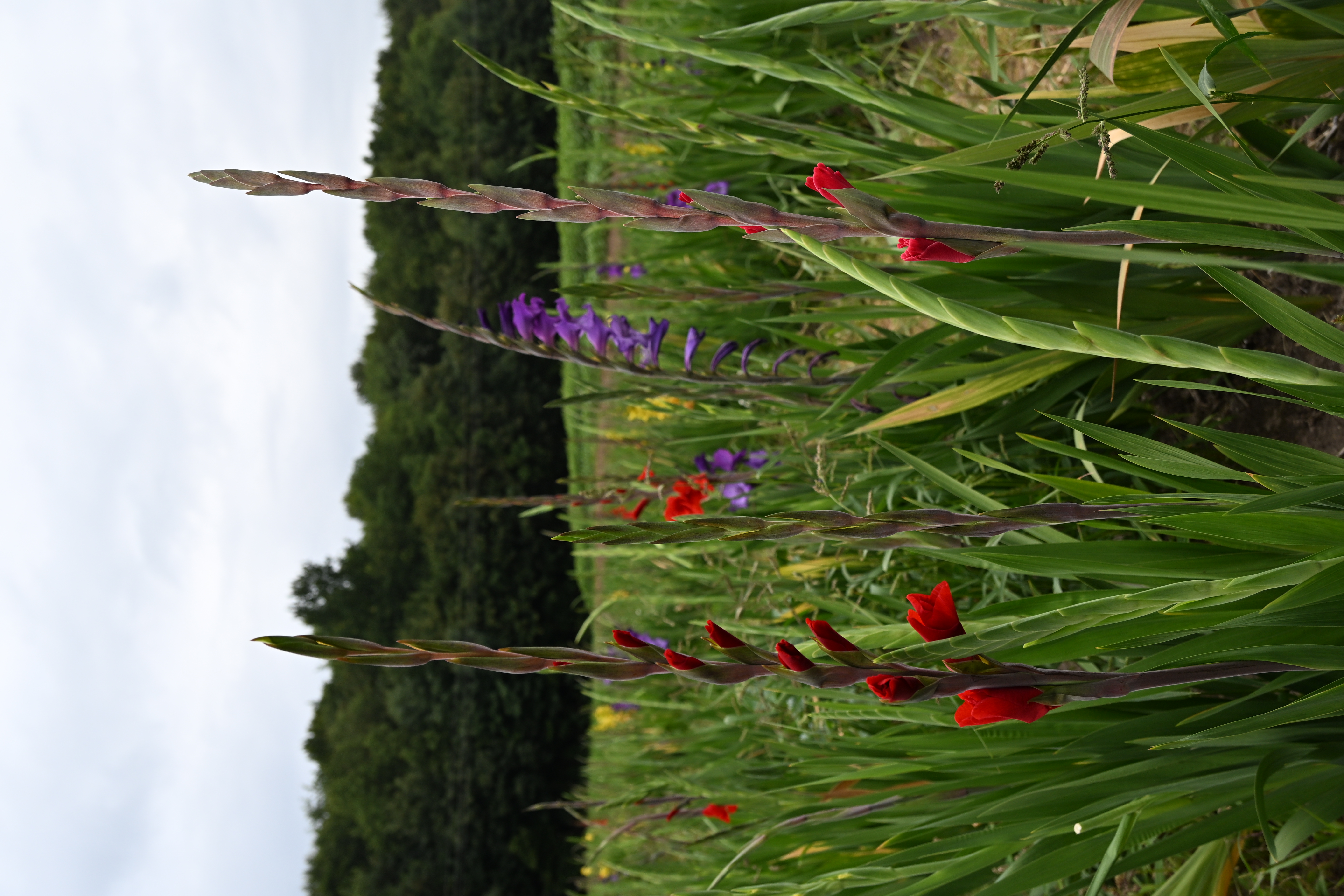Reihen von roten und violetten Gladiolen auf dem Blumenfeld