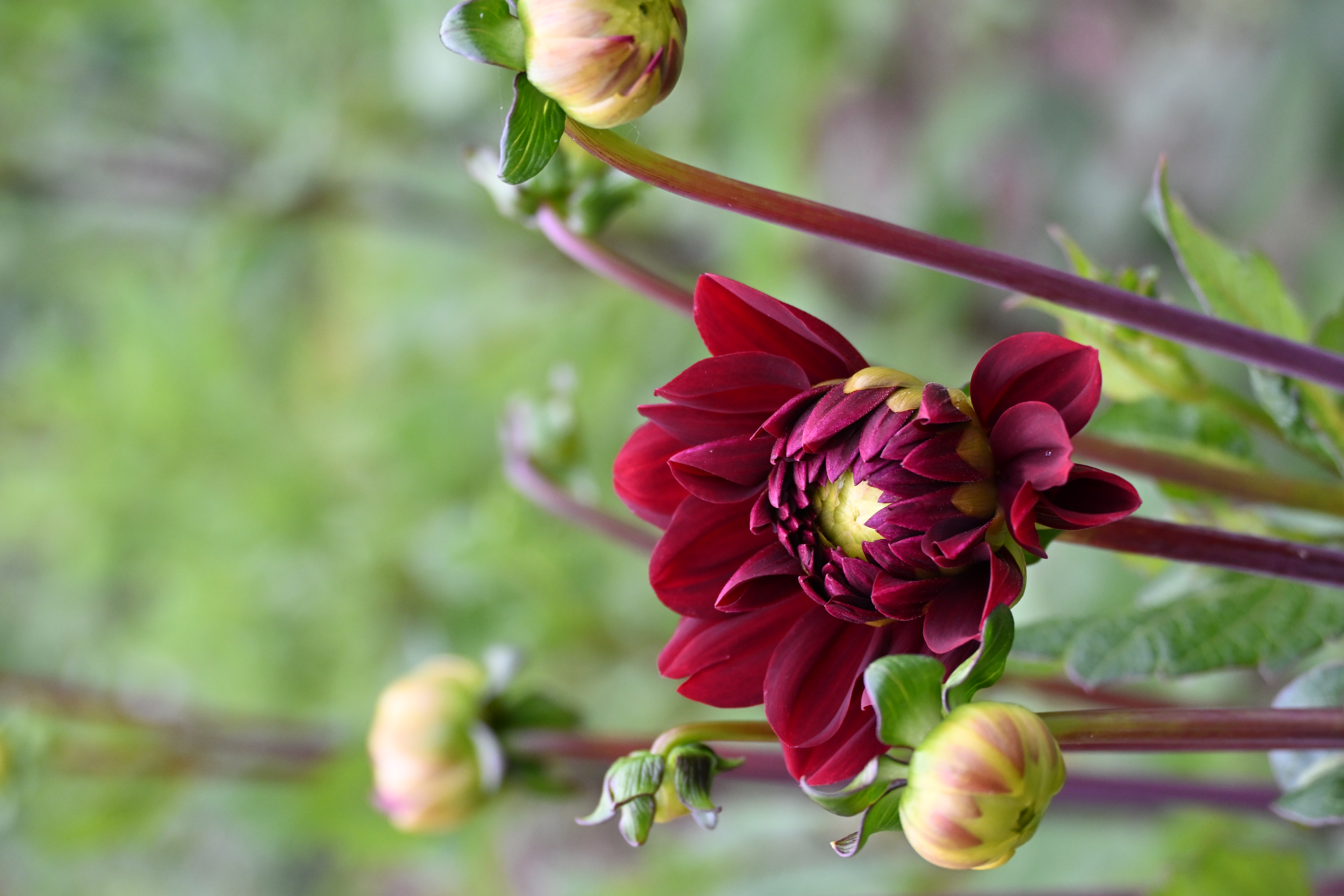 Dunkelrote Dahlienblüte in Nahaufnahme