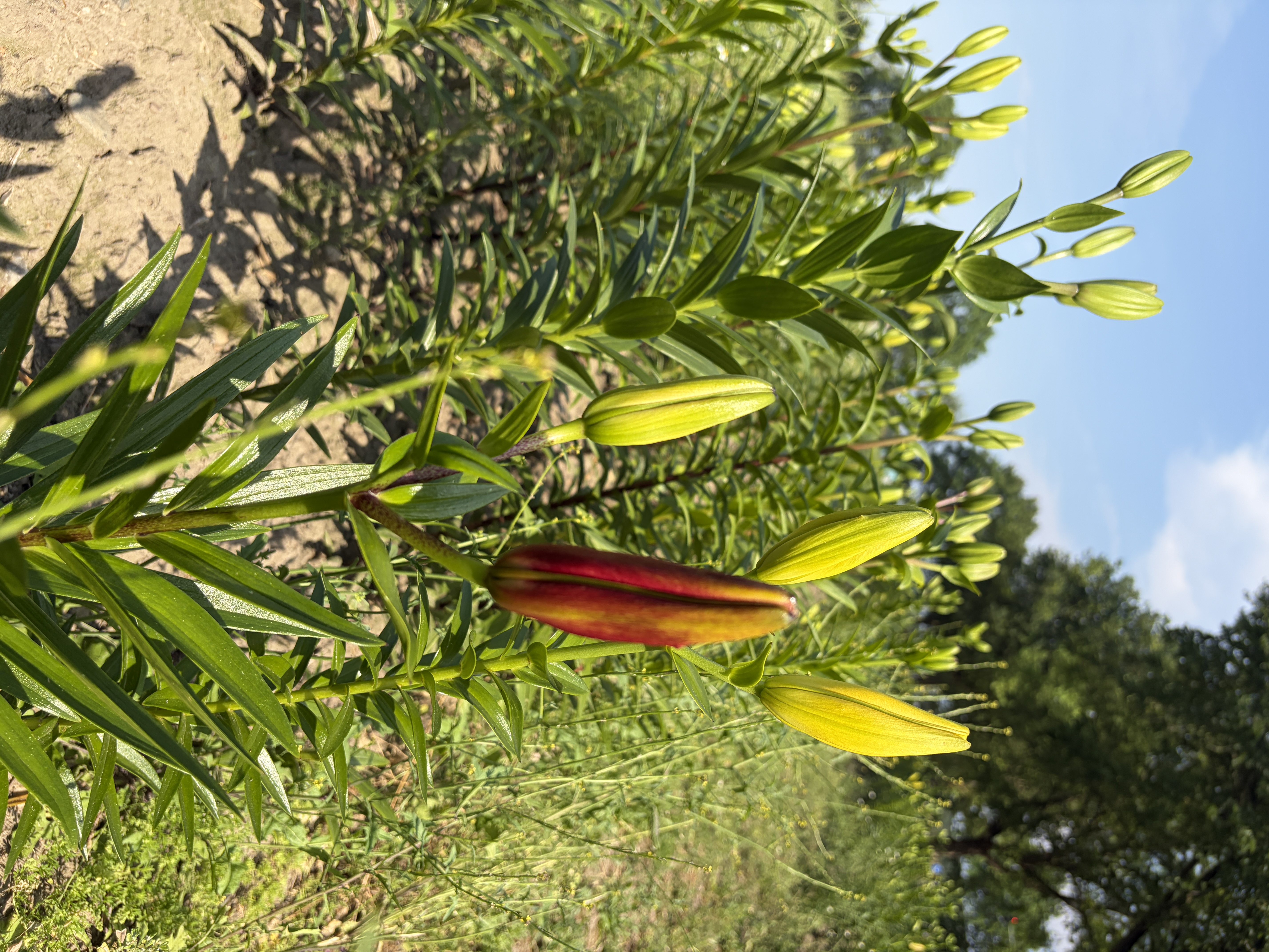 Lilienknospen in Rot und Gelb an einer Reihe im Feld