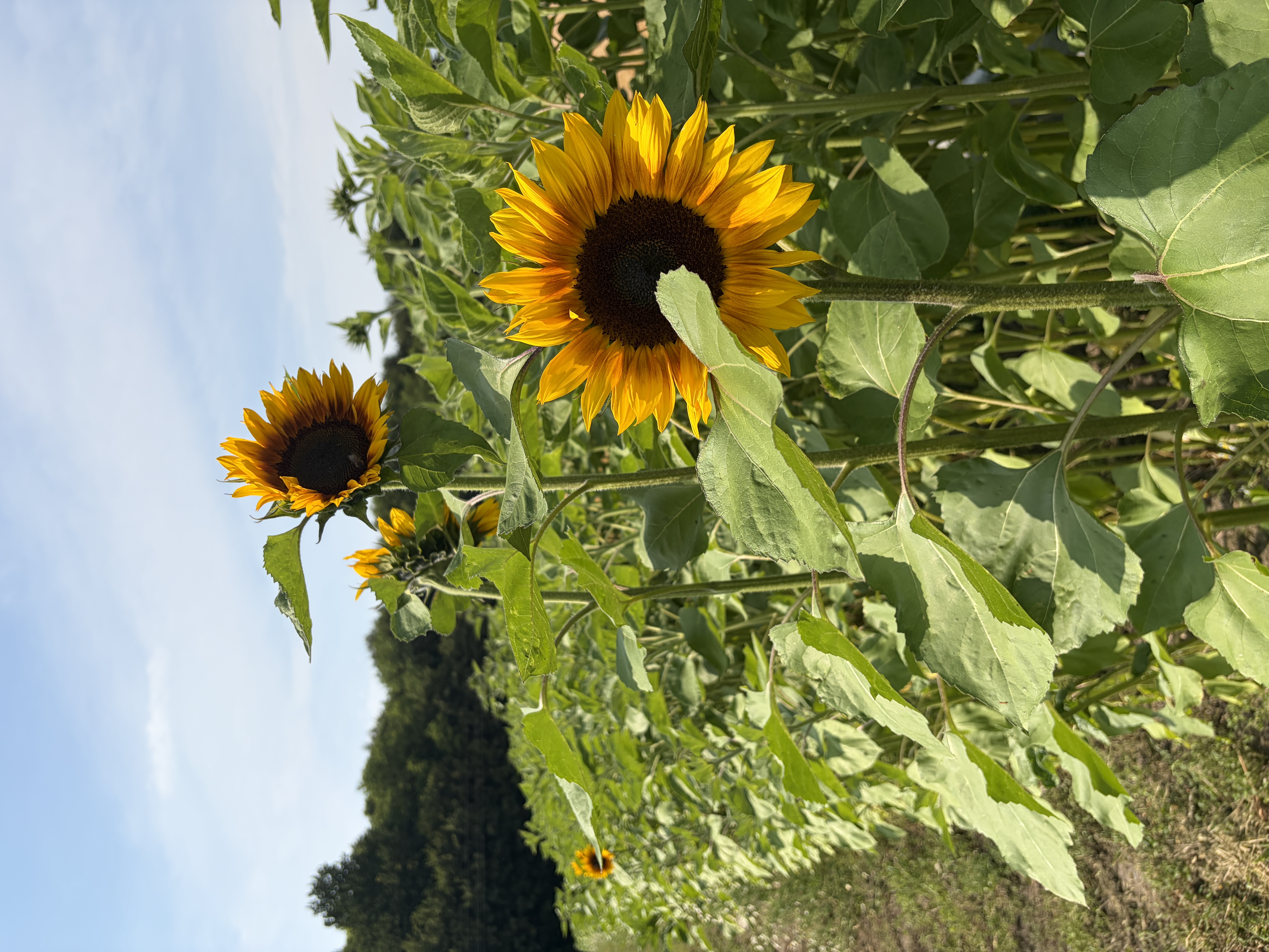 Blühende Sonnenblumen vor blauem Himmel