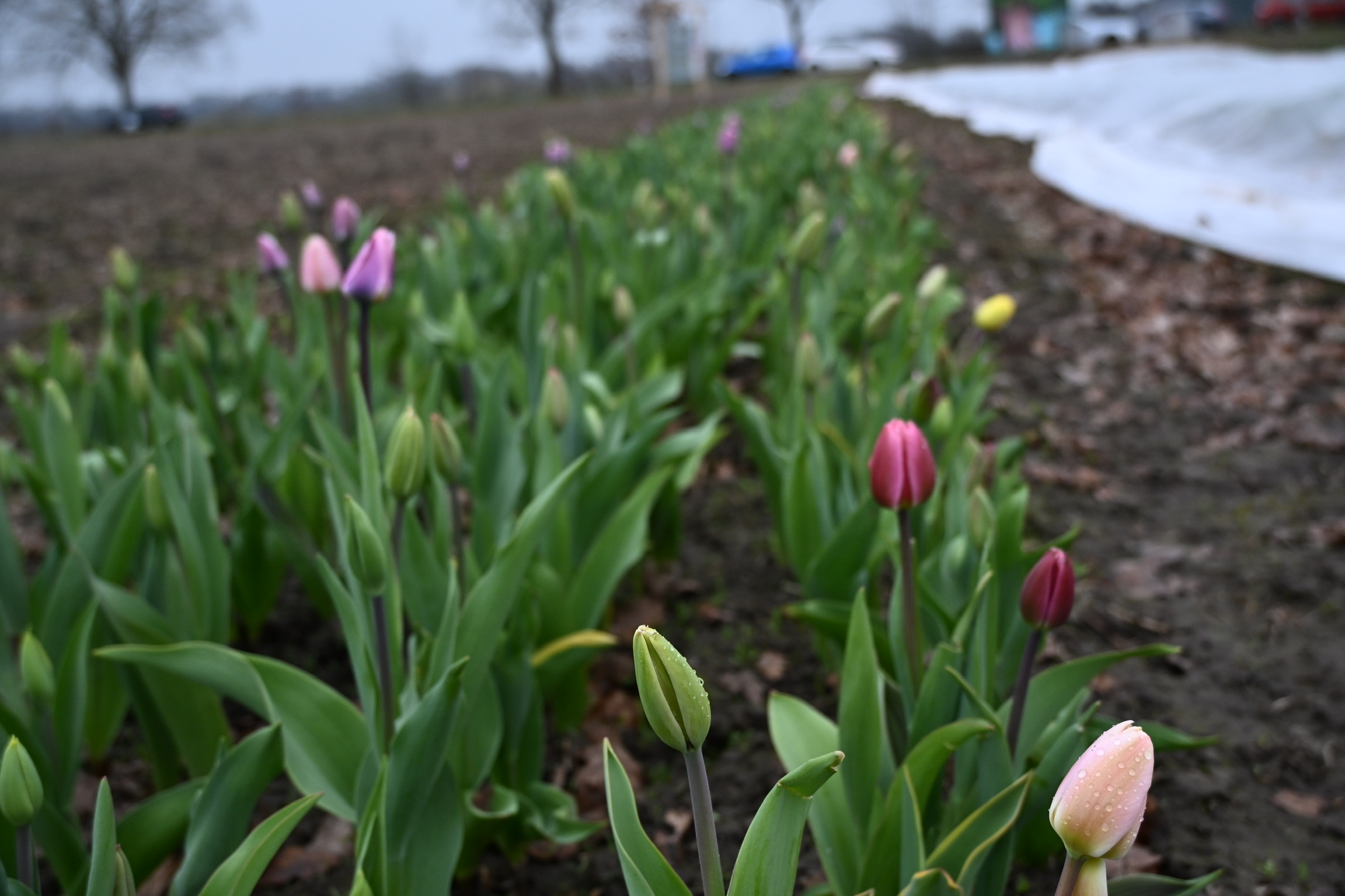 Reihen von Tulpen in Rosa- und Rottönen im zeitigen Frühjahr
