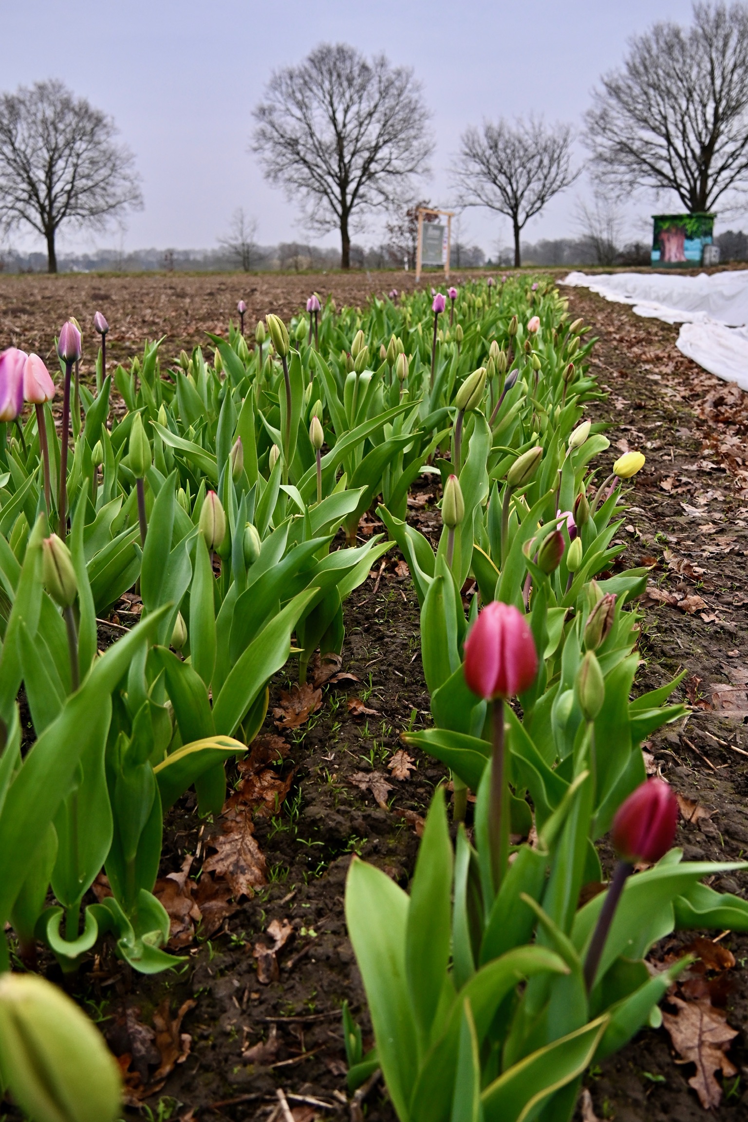 Eine lange Reihe Tulpen auf dem Feld, im Hintergrund Bäume