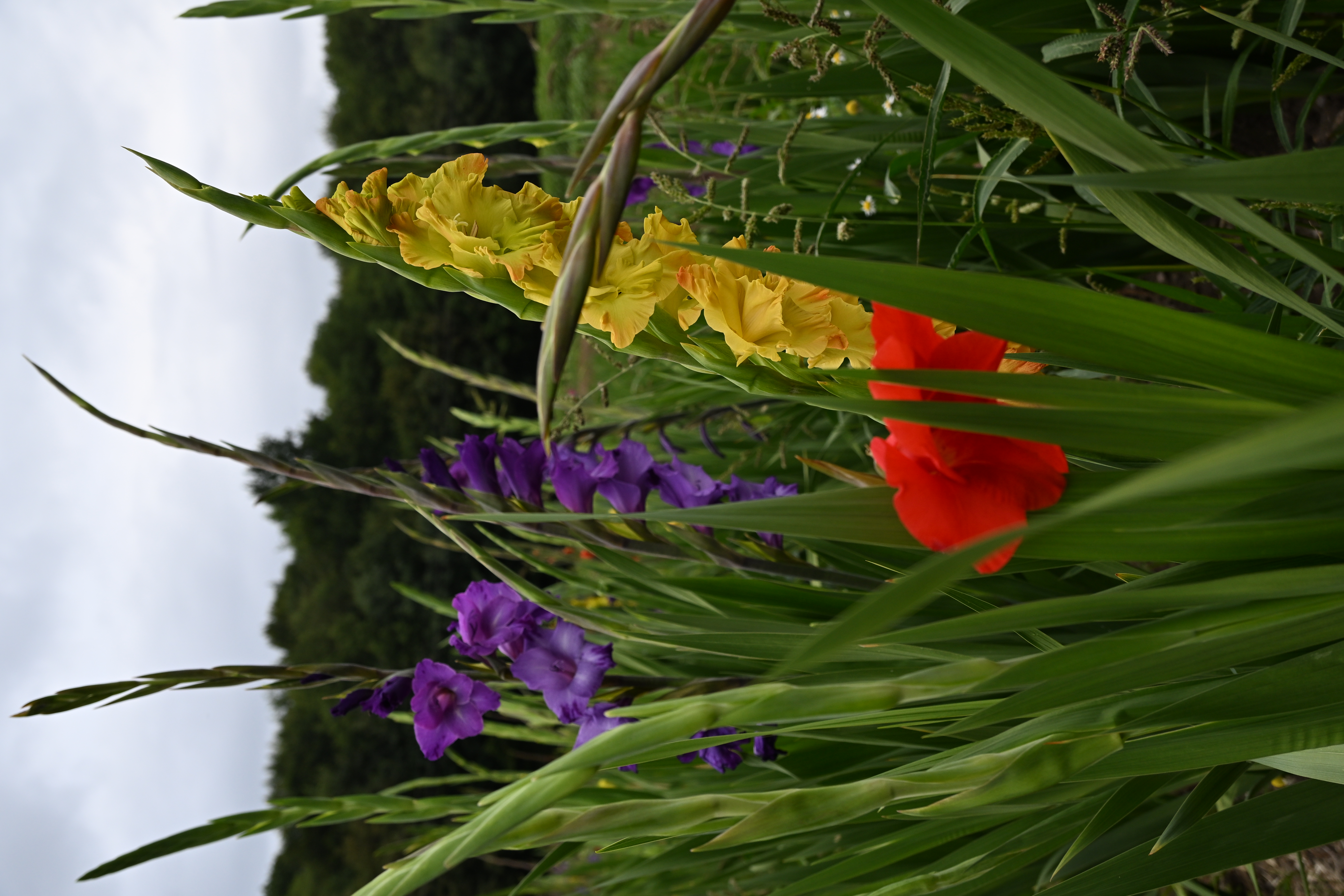 Gelbe, rote und violette Gladiolen dicht nebeneinander