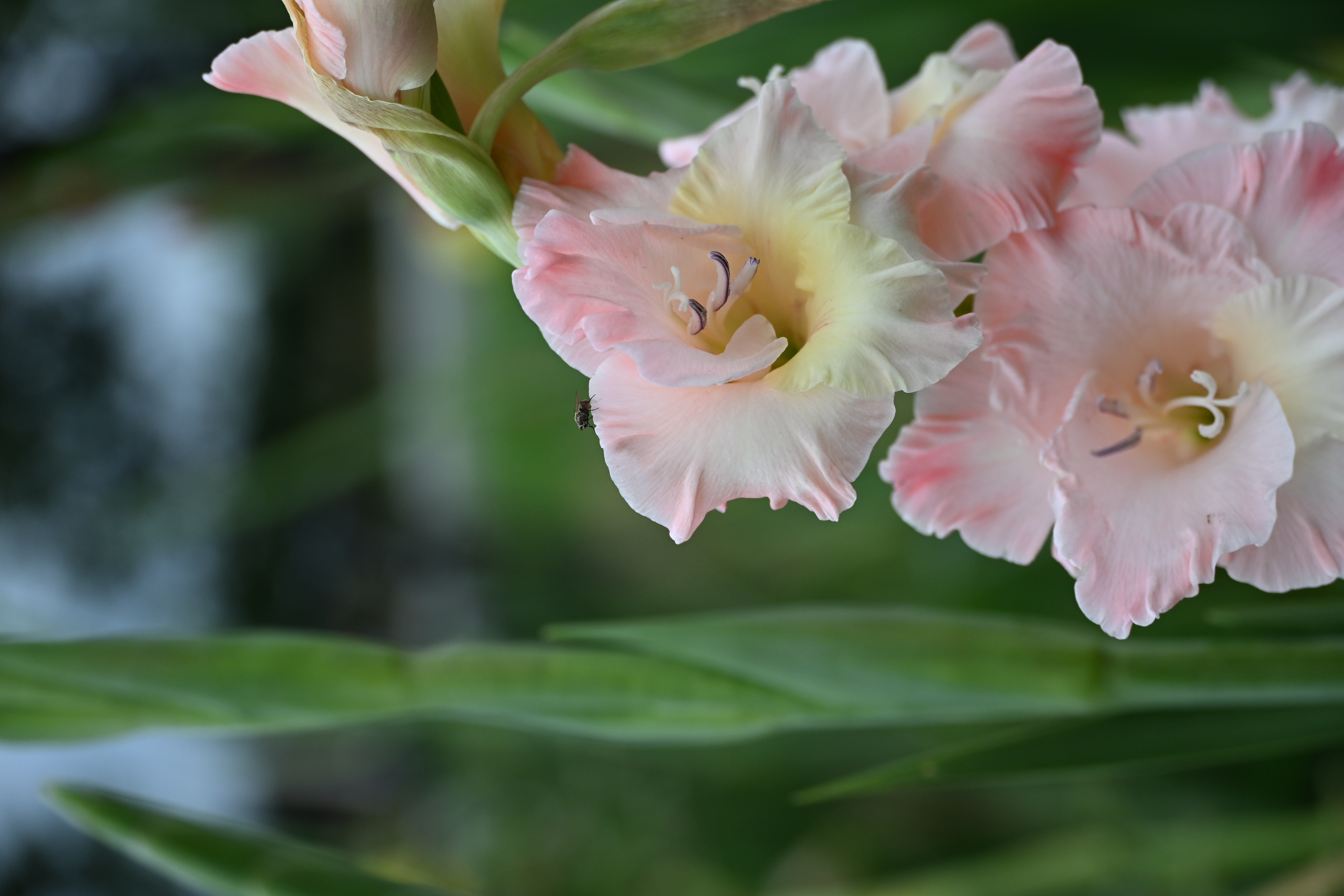 Cremefarben-rosa Gladiolenblüten in Nahaufnahme