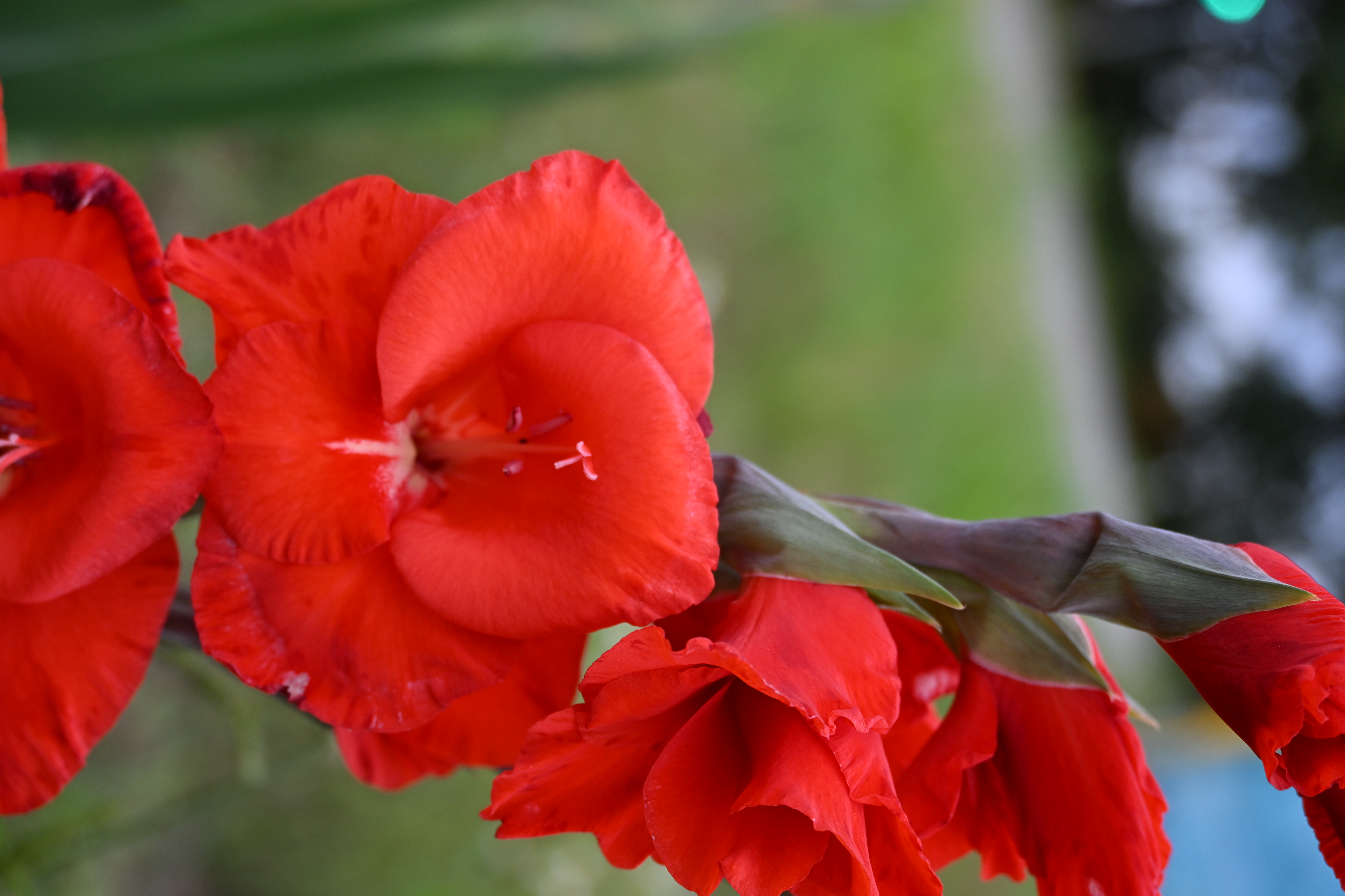 Leuchtend rote Gladiolenblüten in Nahaufnahme