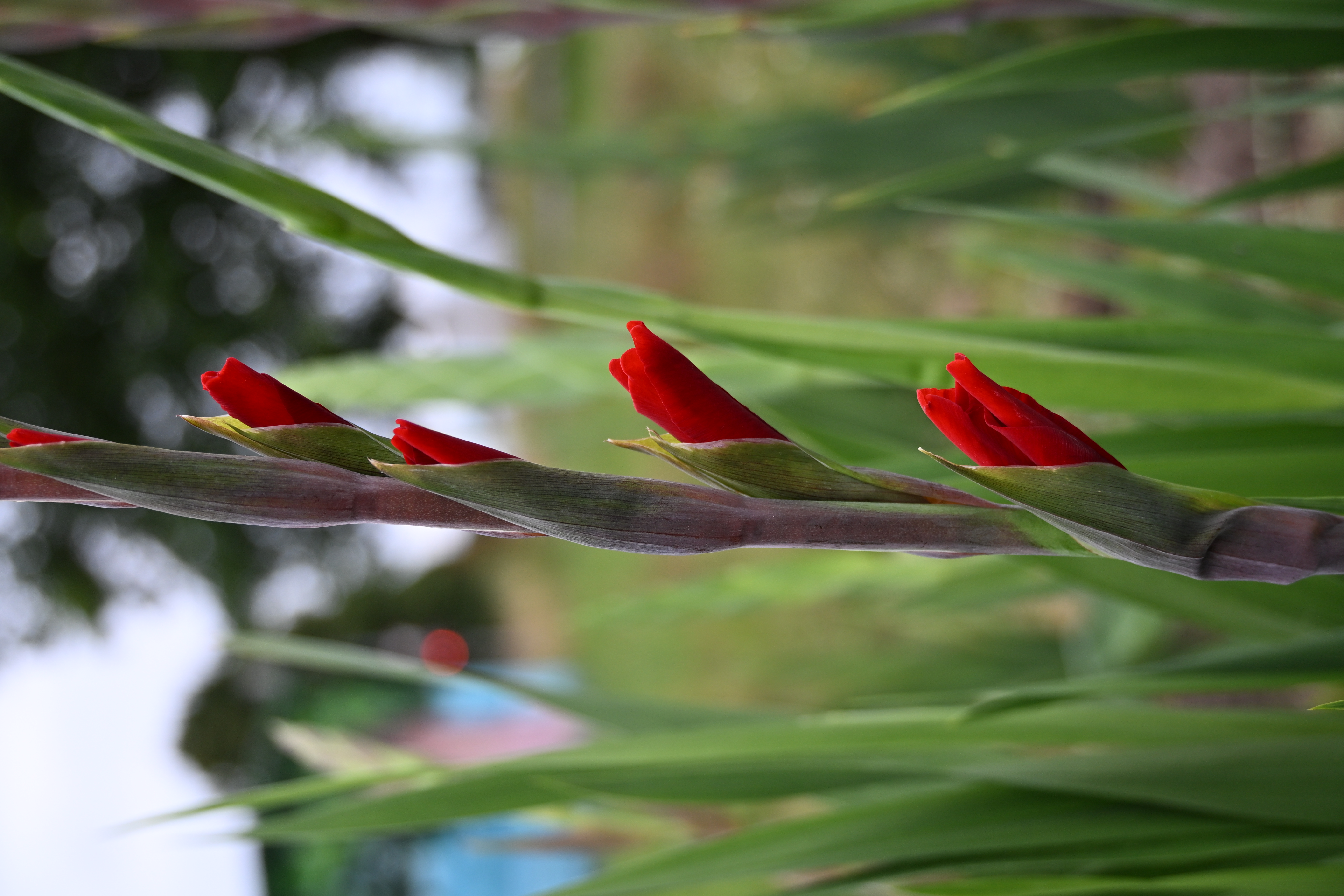 Rote Gladiolenknospen kurz vor dem Aufblühen