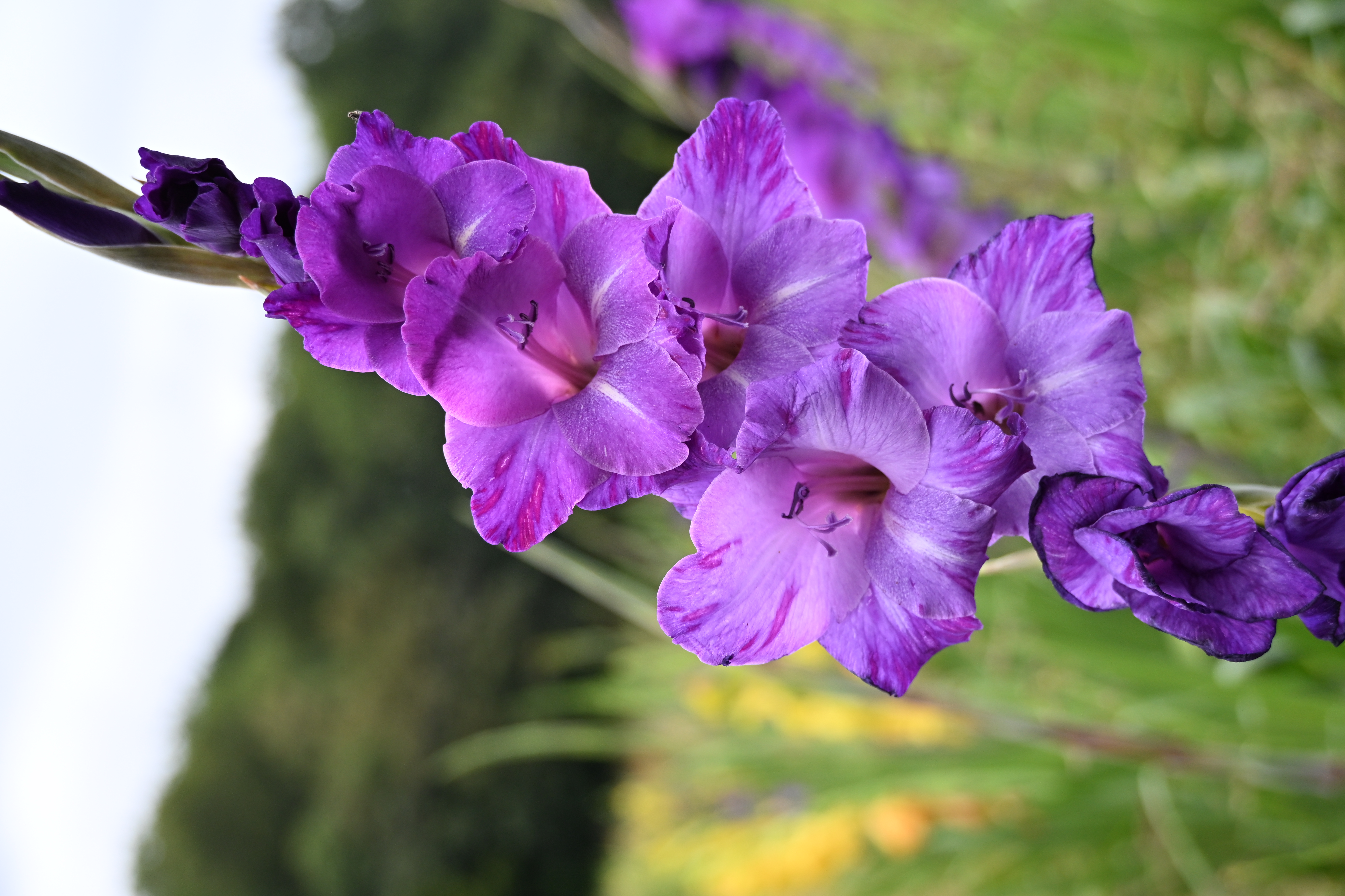 Violette Gladiolenblüten in Nahaufnahme