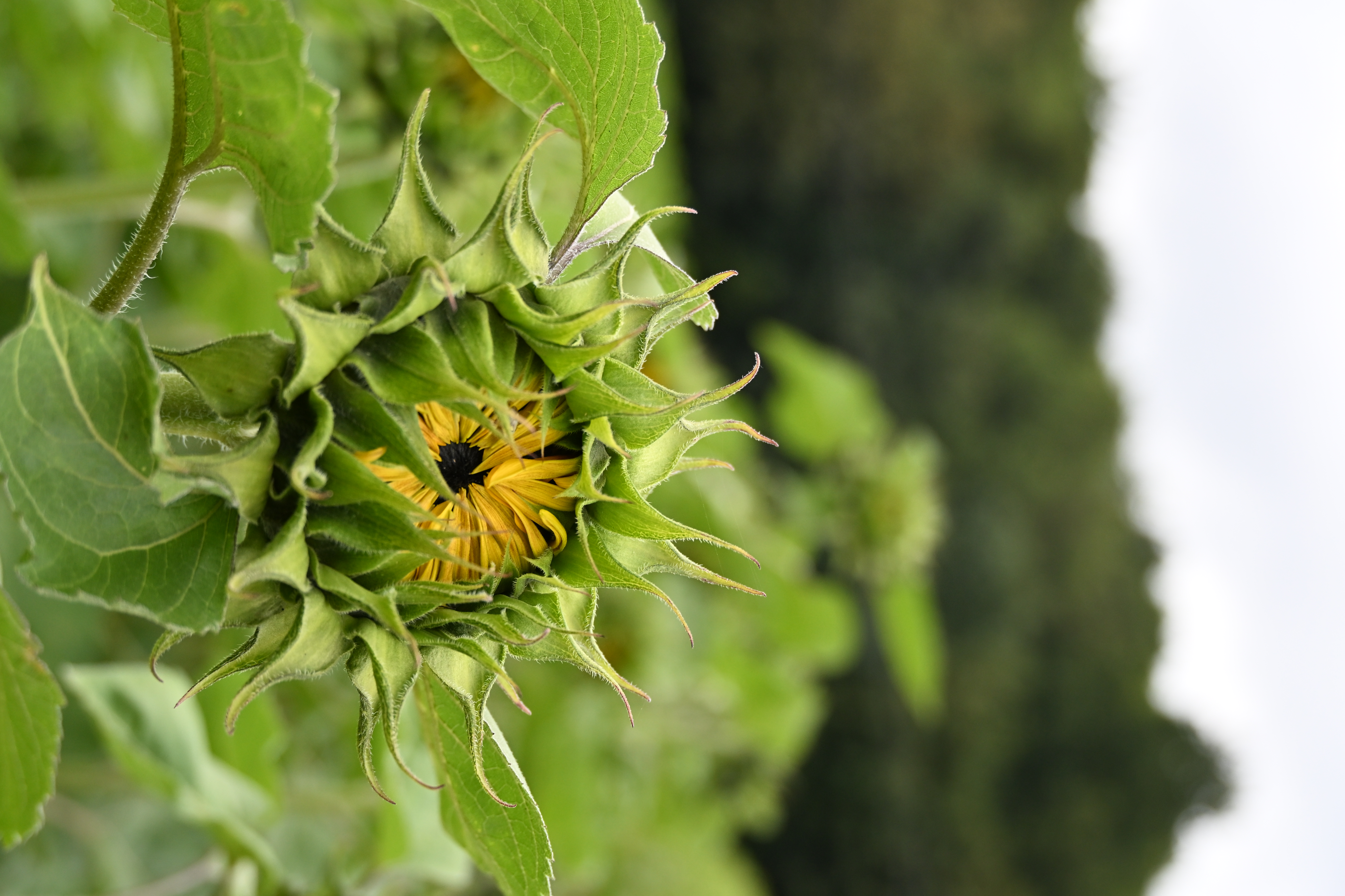 Eine Sonnenblume kurz vor dem Aufblühen, noch von grünen Hüllblättern umschlossen