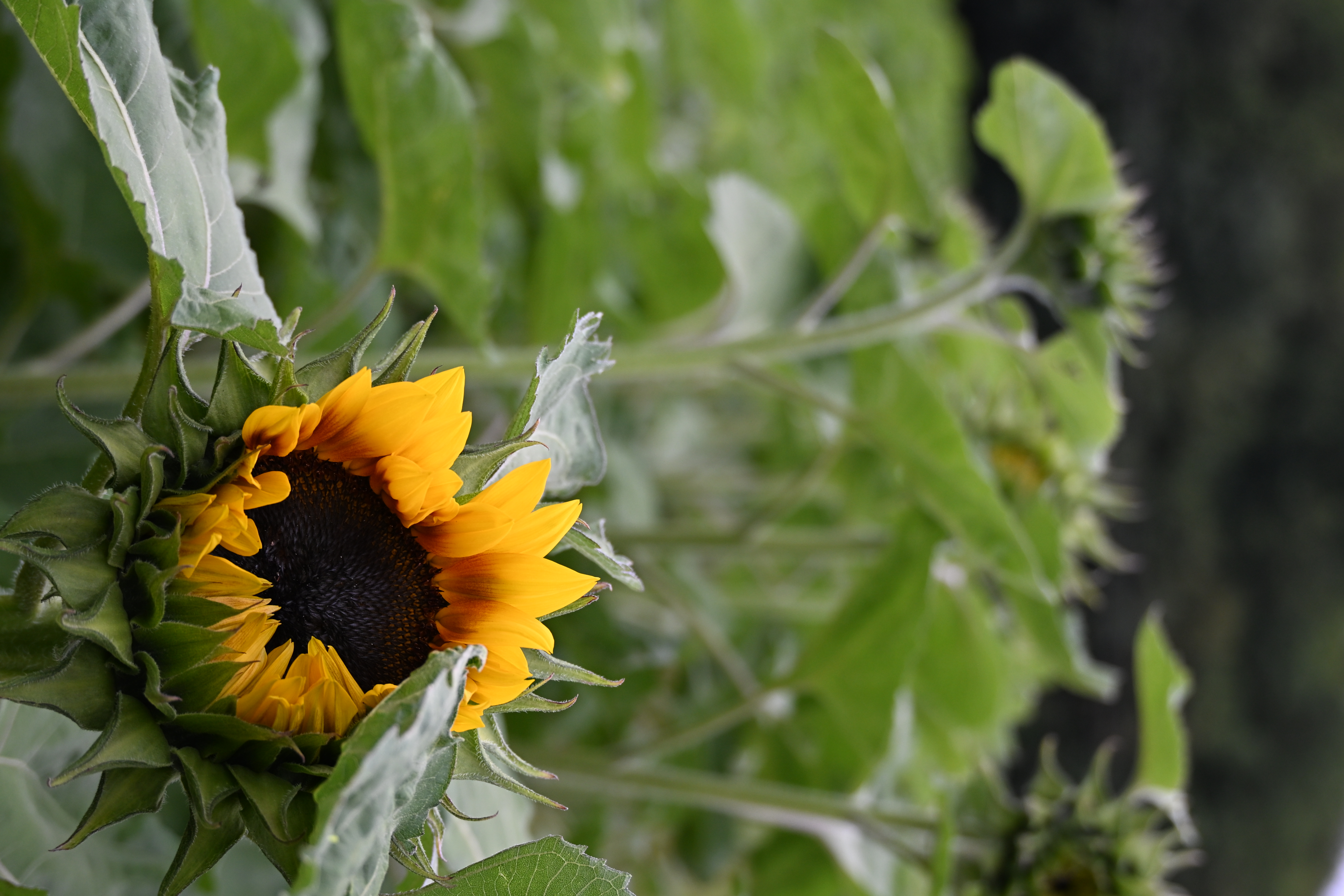 Eine aufgeblühte Sonnenblume mit dunkler Mitte