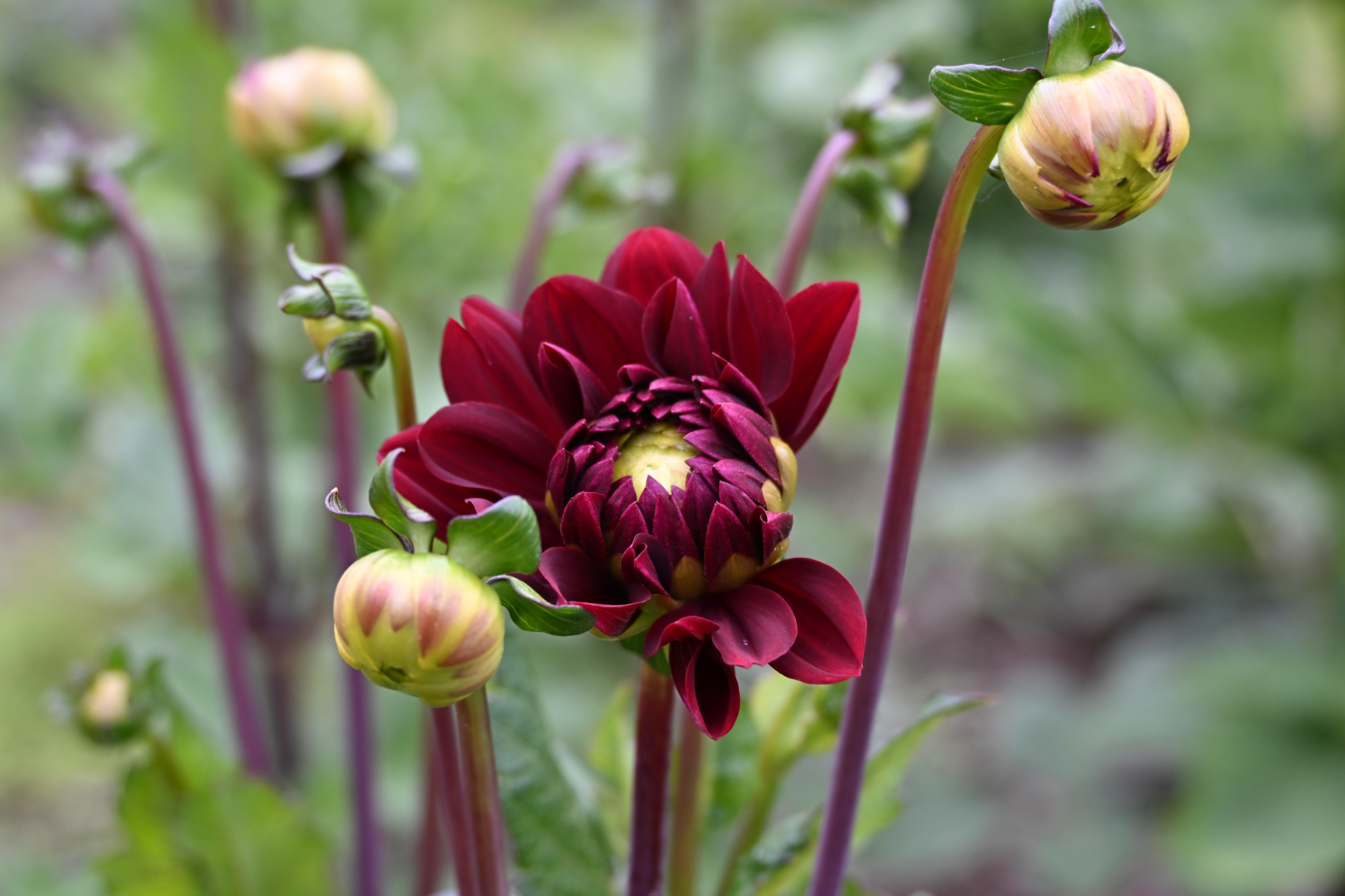 Dunkelrote Dahlie mit mehreren aufgehenden Knospen auf dem Blumenfeld