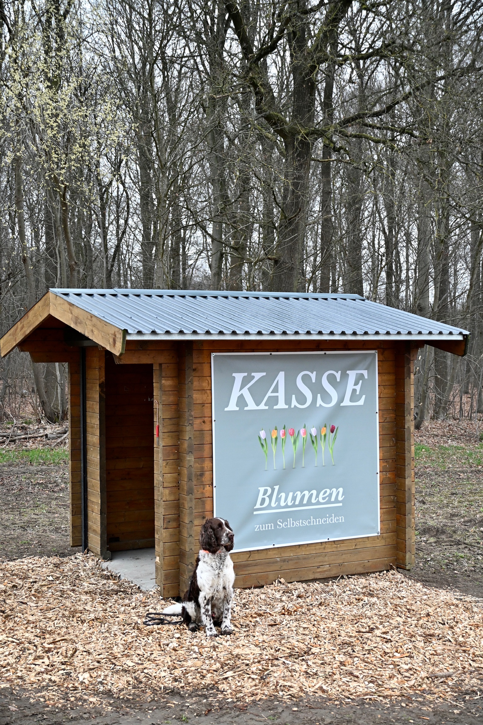 Die Kasse des Vertrauens am Blumenfeld, ein Holzhäuschen mit dem Schild „Blumen zum Selbstschneiden“, davor ein Hund