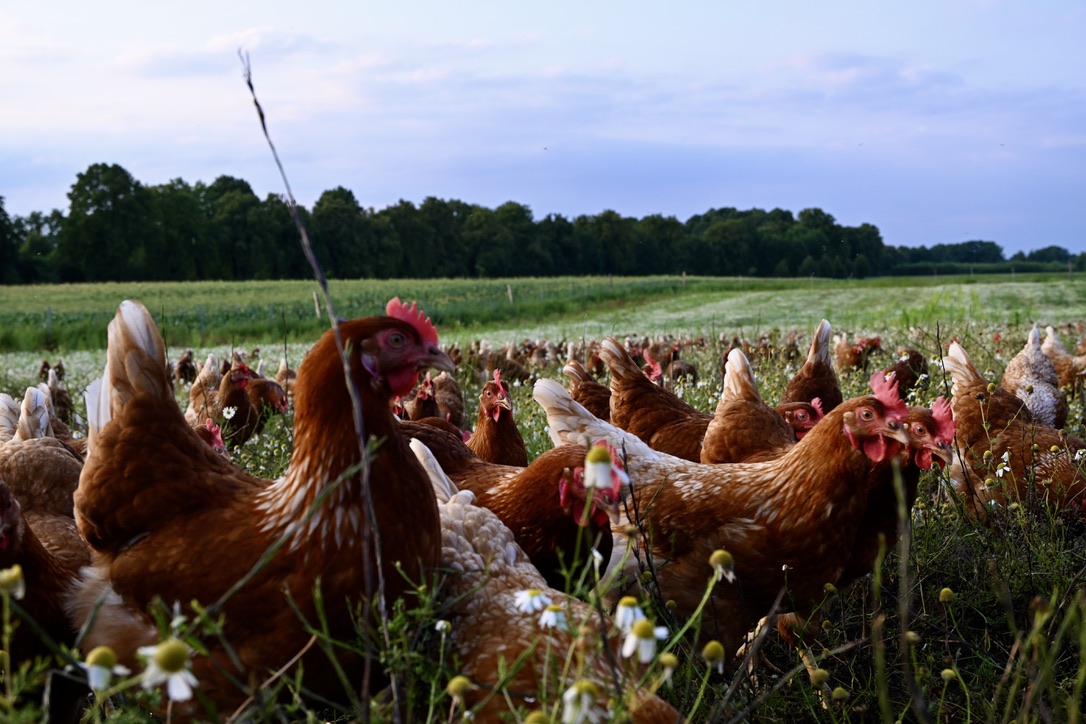 Hühnerschar zwischen blühender Kamille auf der Weide, dahinter das Feld und der Waldrand
