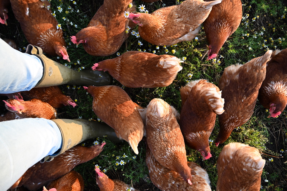 Hühner picken zwischen Kamille und Gras rund um ein Paar Gummistiefel