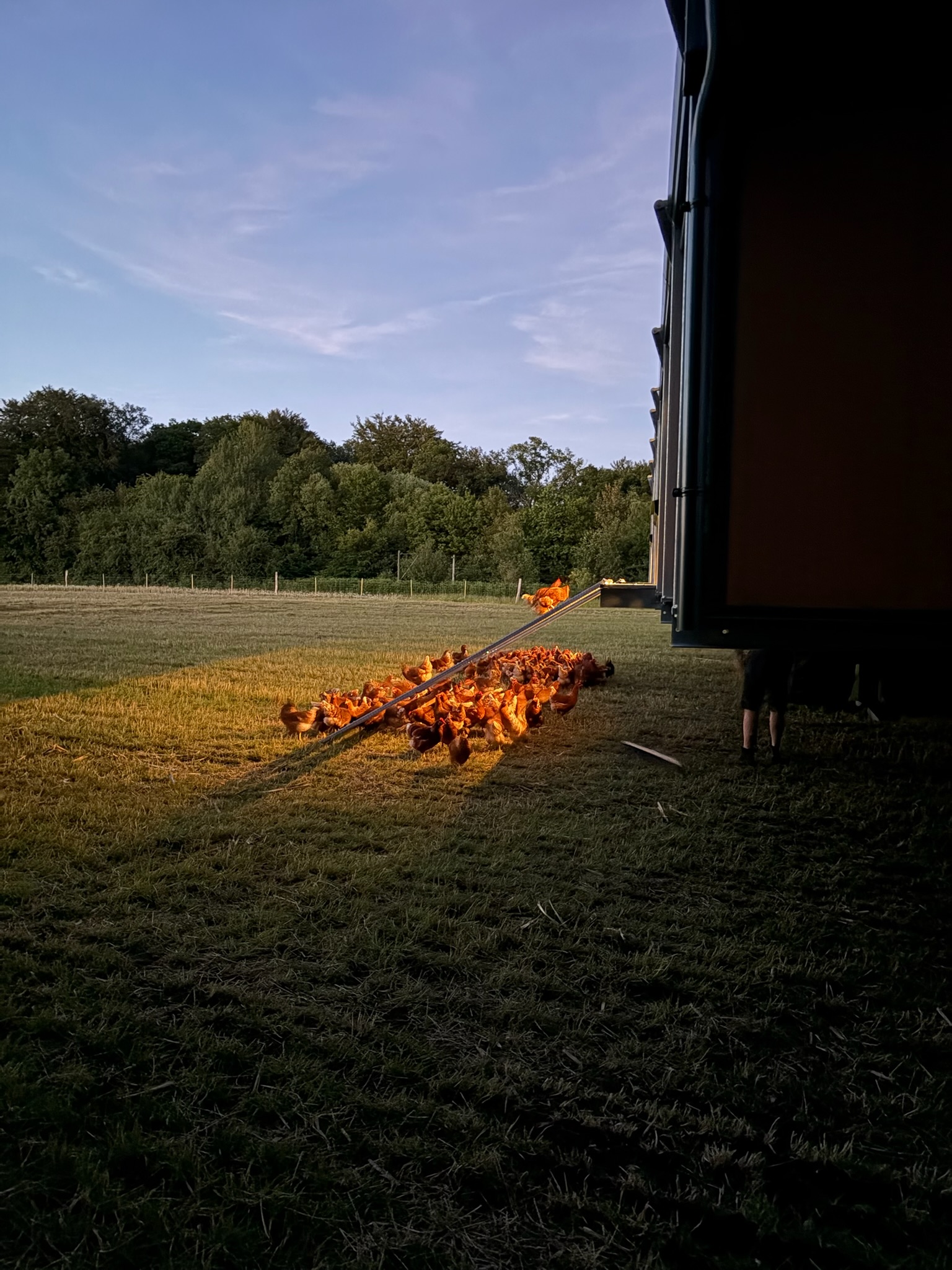 Hühner laufen im Abendlicht die Rampe des Hühnermobils hinunter aufs Feld