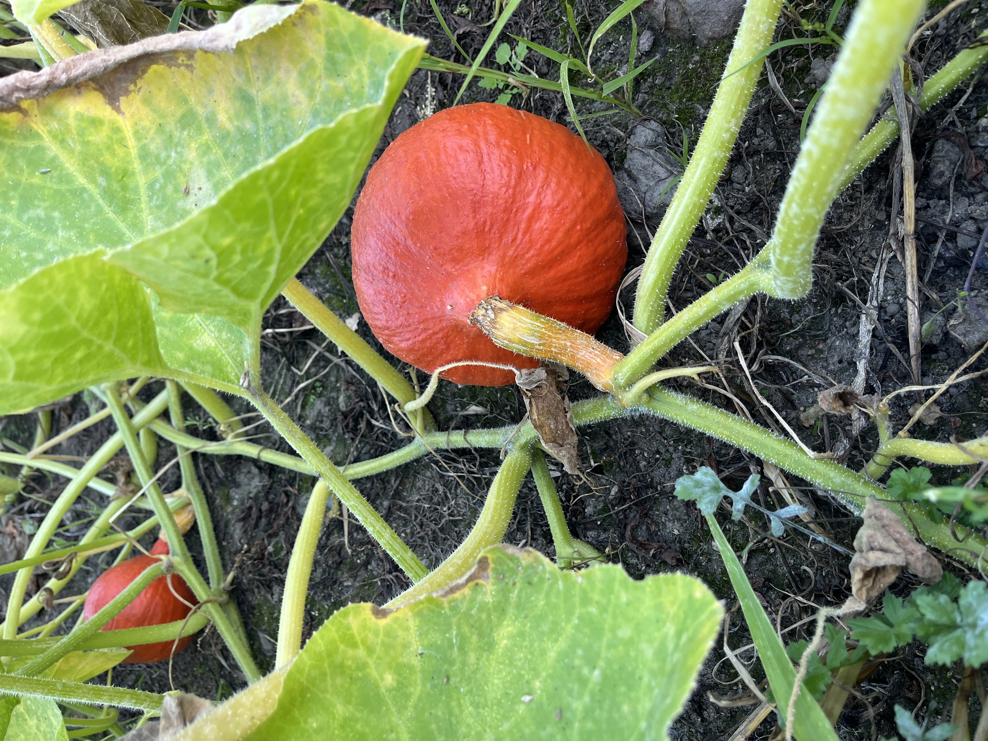 Reifer orangeroter Hokkaido-Kürbis auf dem Feld, umgeben von großen grünen Kürbisblättern und Ranken
