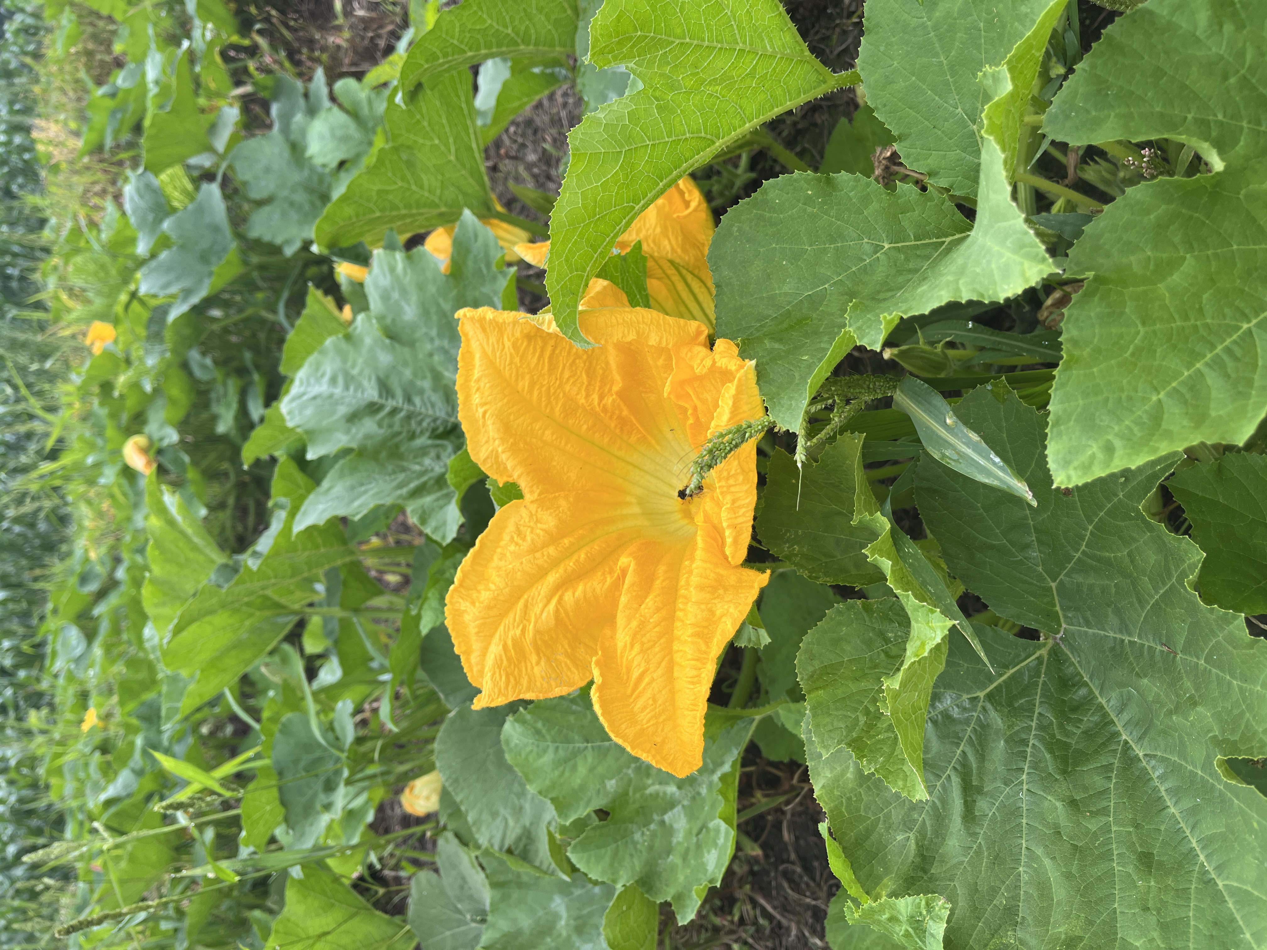 Große leuchtend gelbe Kürbisblüte zwischen dunkelgrünen Blättern auf dem Kürbisfeld