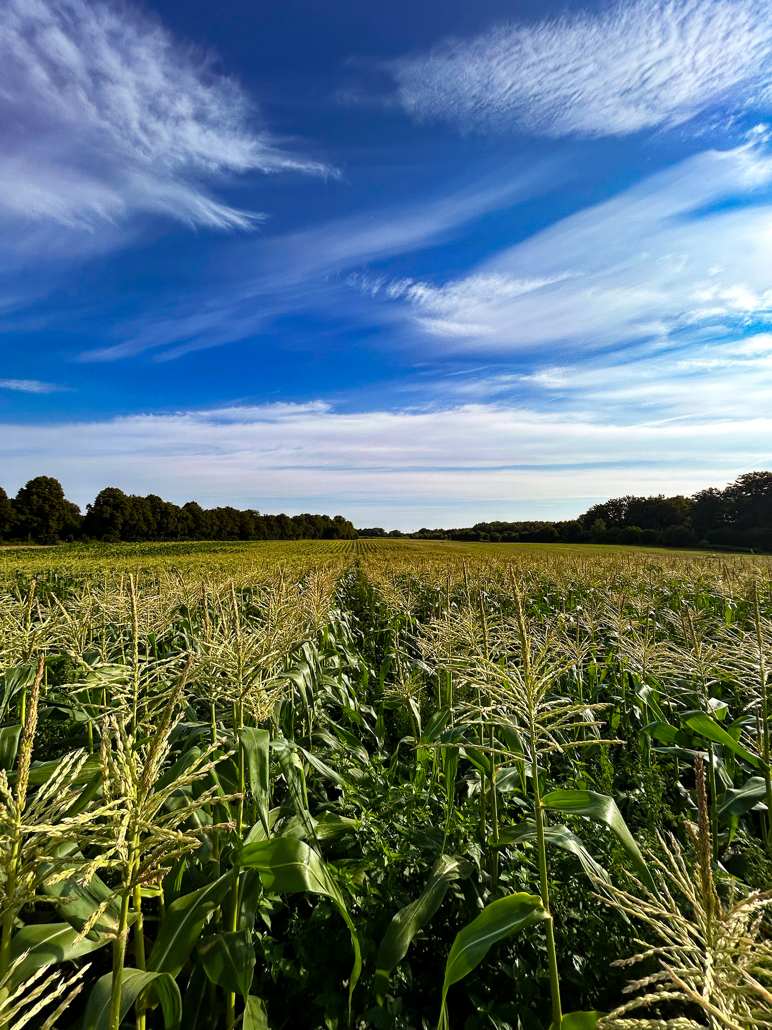 Weites Zuckermaisfeld in langen Reihen unter blauem Himmel, am Horizont ein Waldrand
