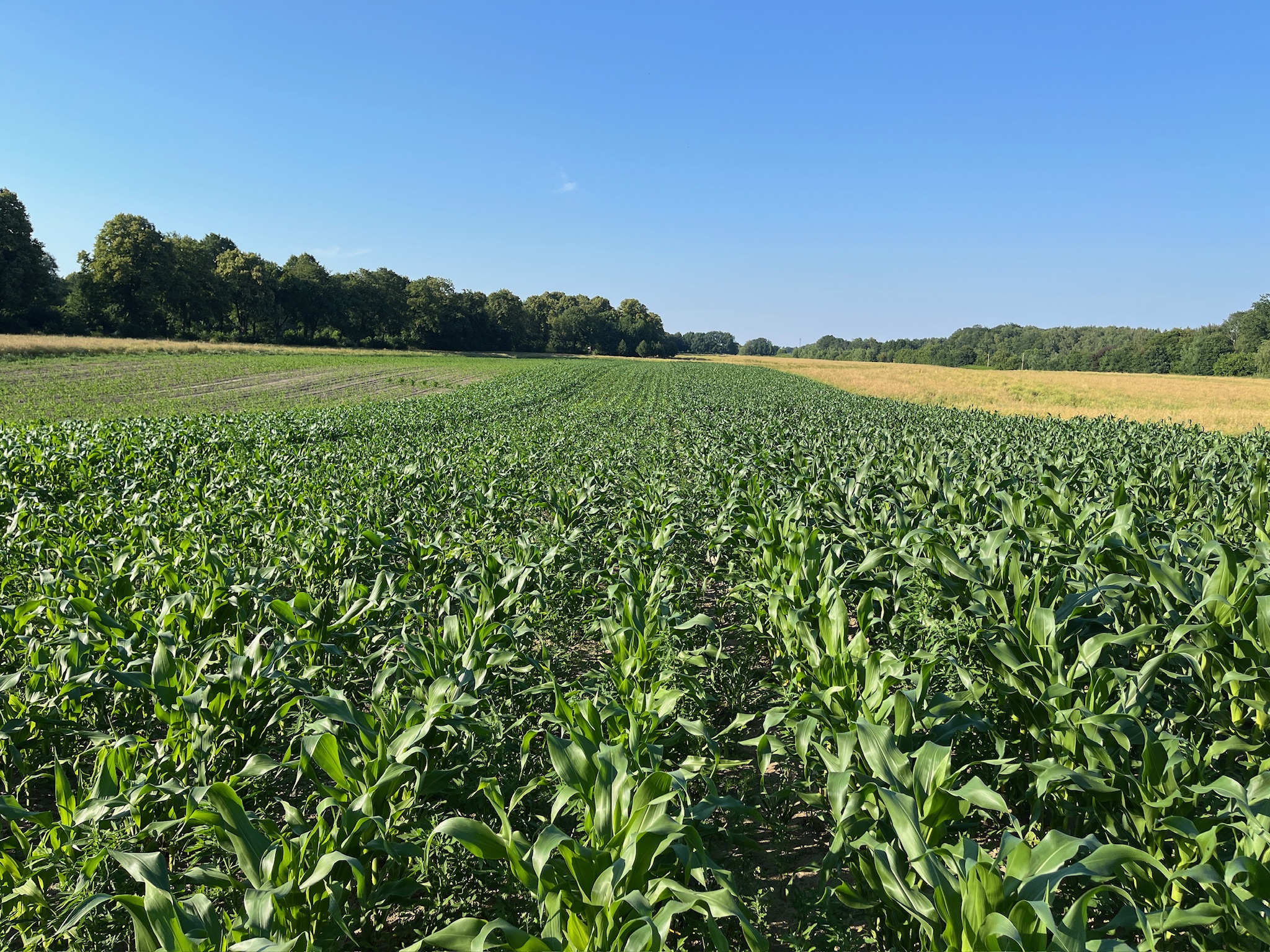Weites Maisfeld unter blauem Himmel, im Hintergrund ein Waldrand
